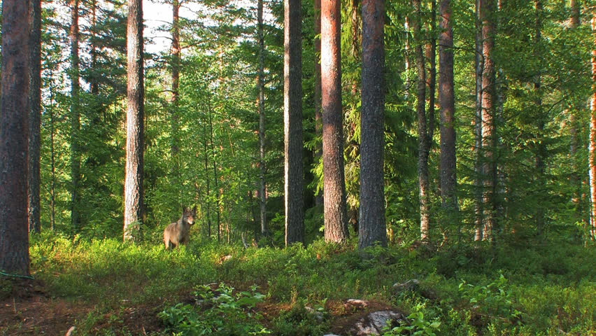 Wolf In Forest Stock Footage Video 100 Royalty Free Shutterstock