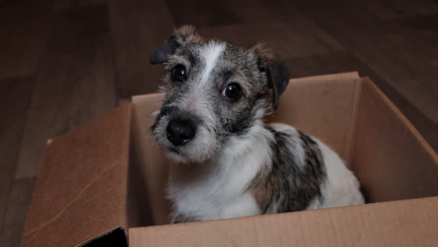 puppy in a box