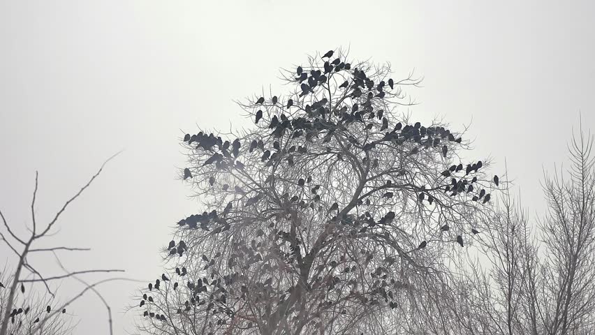 flock of birds taking off from a tree, a flock of crows black bird dry tree. a huge flock of birds takes off from a dry tree slow motion video. flock of birds take off Royalty-Free Stock Footage #22580686
