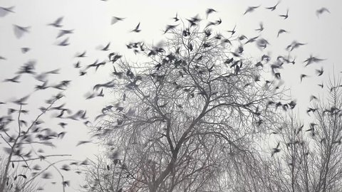 flock of birds taking off from a tree, a flock of crows black bird dry tree. a huge flock of birds takes off from a dry tree slow motion video. flock of birds take off