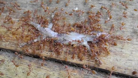 Red ants are scavengers
