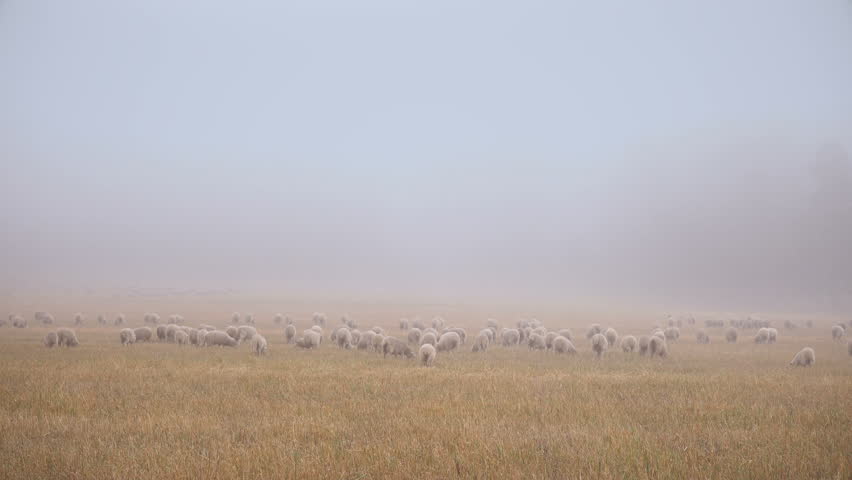 Early Morning Flat Grassland With Flock Of White Sheep Pasturing Under The Mist