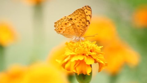 Butterfly with yellow flowers and a garden with green leaves.