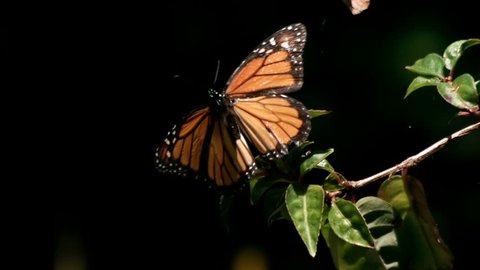 Monarch Butterfly Flies Off from Plant in Super Slow Motion