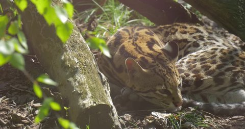 Bengal Cat, Tiny Spotted Predator in Resting in Nature at the Sun. Bright Brown Fur. the Animal is Lying on a Ground Quietly, Resting Under the Tree in the Nature. Animal is Lying Under the Green