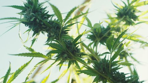 Outdoor Marijuana plants in field