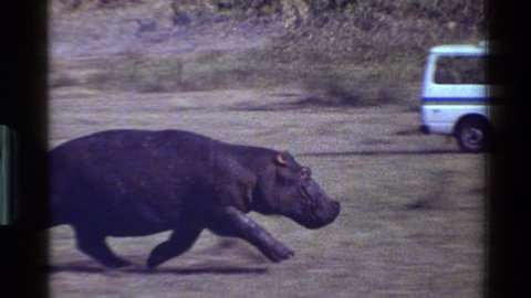 MARA TANZANIA 1983: a hippo running fast beside a car