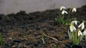 First spring snowdrops from fresh soil. Sunny day. HD1080p. Dolly-shot.
