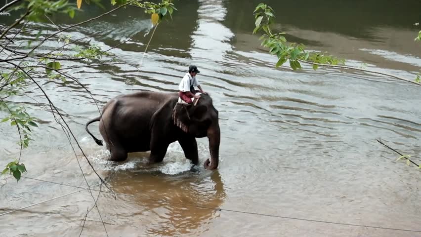 A man is riding an elephant walking in the river Kwai in Kanchanaburi province of Thailand