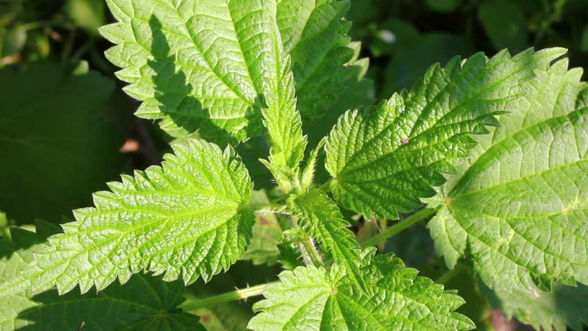 green nettle leaves close-up