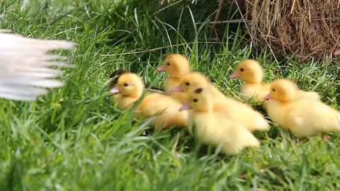 Group of young duckling running in fresh green grass