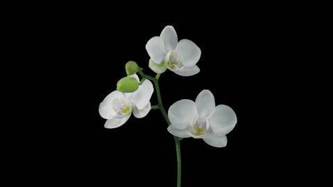 Time-lapse of opening white orchid 12a4 in 4K PNG+ format with ALPHA transparency channel isolated on black background

