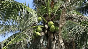 Coconut palm tree on a blue sky background, Vietnam
