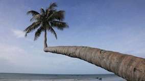 Alone coconut palm tree on the beach on the background of blue sky. Mui Ne, Vietnam
