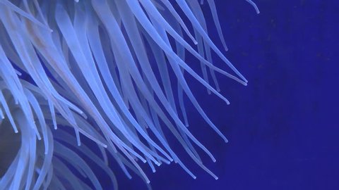 Slowly flowing sea anemone tentacles close up, relaxing blue colour color background