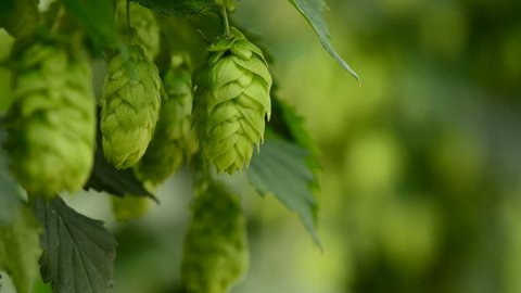Closeup of ripe hop cones on the field, locked down real time video