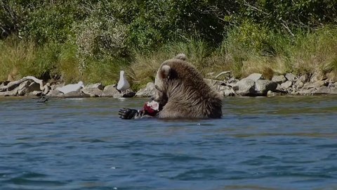 Grizzly bear snorkeling, catching  and eating red sockeye salmon in a river, Katmai, Alaska