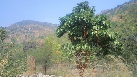 Mountains phenotype of mulberry. Bush (Bushveld Savanna) on slopes of hills of the Deccan plateau, India
