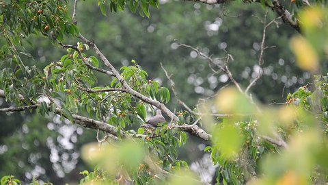 Beautiful bird  eating fruit in nature.Mountain Imperial Pigeon ( Ducula aenea ) making a living in highland forest.

