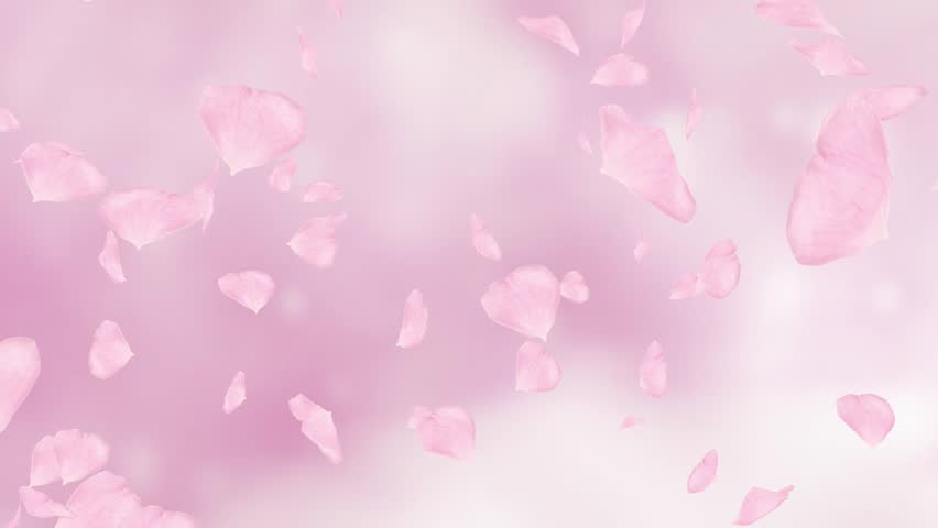 Falling and swirling pink rose petals or cherry tree blossoms. Spring slow motion HD animation, close up with blurred background. Japanese design. | Shutterstock HD Video #22615441