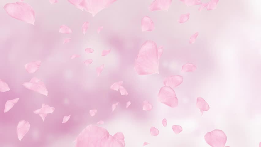 Falling pink rose petals or cherry tree blossoms. Spring slow motion HD animation, close up with blurred background. Royalty-Free Stock Footage #22615444