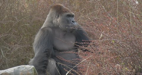 a Big Black Shaggy Gorilla Sits in Thickets of a Red Bush . Near to the Gorilla Lie Some Heavy Stones on the Ground. the Gorilla Tears Off a Branches of a Plants and Eats Them.
