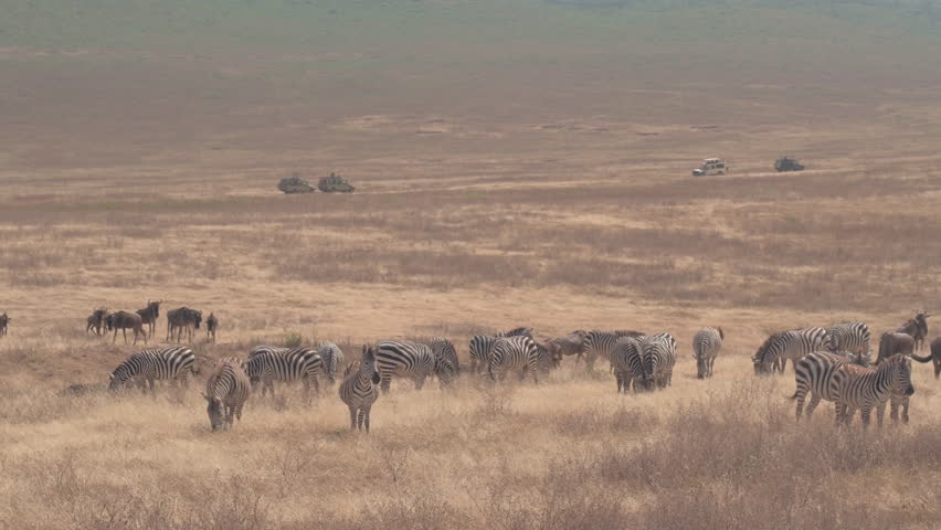 CLOSE UP: Herd of zebras and gnus feeding in wilderness on vast arid savannah grassland field in beautiful Ngorongoro conservation area. Touristic safari jeeps game driving tourists in the background