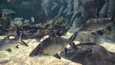 Black Silver Fish Swimming Underwater Stock Footage Video (100% Royalty ...