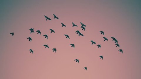 Flock of birds flying over sunset sky background. Slow motion.