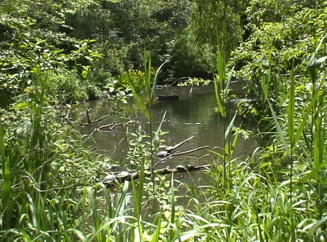 Prospect Park.