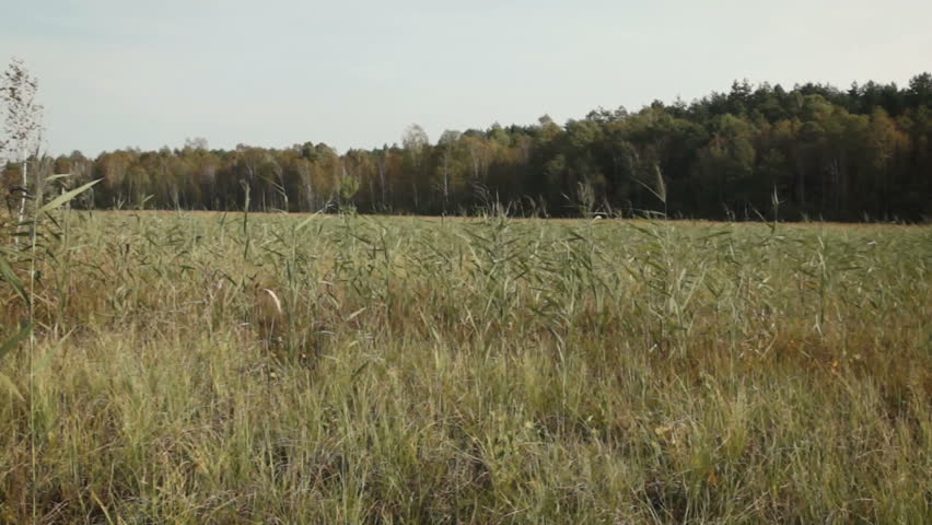 Landscape with perennial grasses growing on wetlands during autumn season