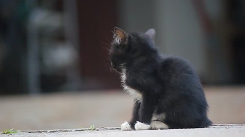 Cute black kitten hiccup