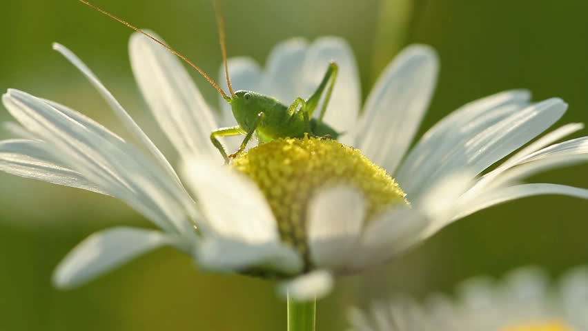 Grasshopper on a daisy flower at spring  Royalty-Free Stock Footage #22635436