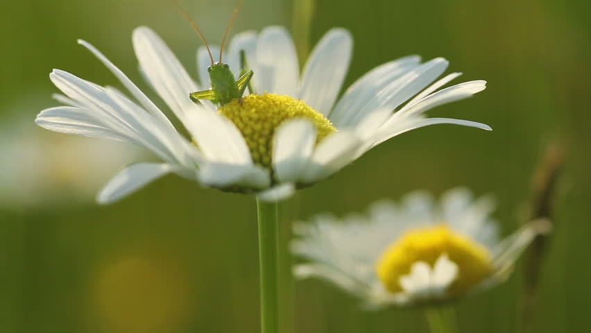 Grasshopper on a daisy flower at spring  Royalty-Free Stock Footage #22635439