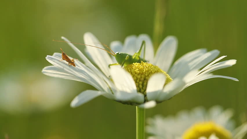 Grasshopper on a daisy flower at spring  Royalty-Free Stock Footage #22635442