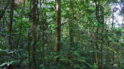 Tropical forest, Walking through a tropical rainforest in the Amazon, a view of tropical forest with a steadycam