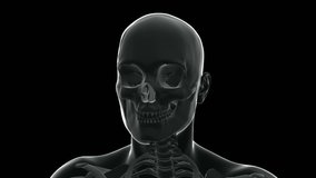 Head in xray, cranium and spine, radiography style. - Powered by Shutterstock - Get 15% off with code: PIKWIZARD15