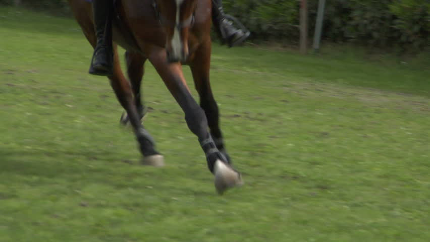 Close up of horse during a jump race
