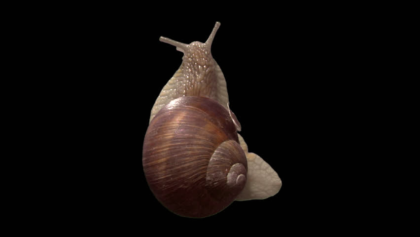 Isolate garden snail with alpha matte