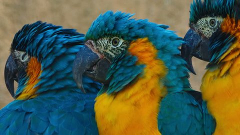 Ultra close-up shot of 3 blue-throated macaws - ara glaucogularis - fighting for space in a perch. This endangered species is native from Bolivia and about 350 to 400 individuals remain in the wild