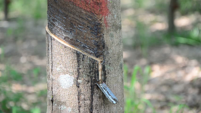 Tapping latex from a natural rubber tree.
