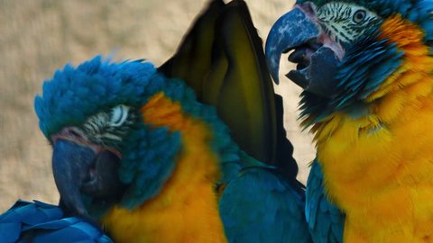 An ultra close-up shot of 3 cute blue-throated macaws - ara glaucogularis - playing with each other. This endangered species is native from Bolivia and about 350 to 400 individuals remain in the wild