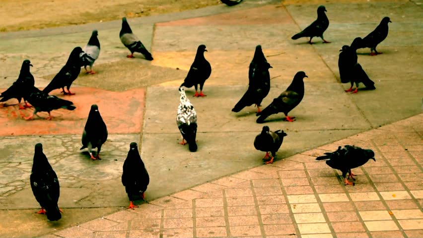 Herd of pigeons.
