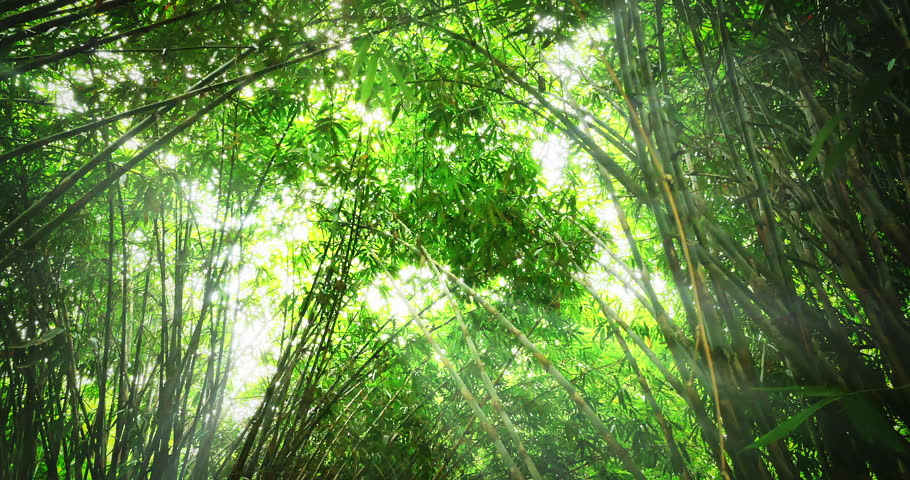 Bright sun light rays in green bamboo forest. Hot summer time in thick tropical jungle with growing exotic plants. Sun rays breaking through young tall bamboo reeds with greenish leaves. | Shutterstock HD Video #22654210