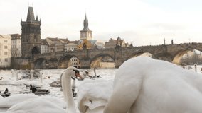Zooming out  swans and other birds Vltava river in capital of Czechia 3840X2160 UHD footage - Czech Republic city of Prague scene with white Cygnus on water2160p UltraHD video