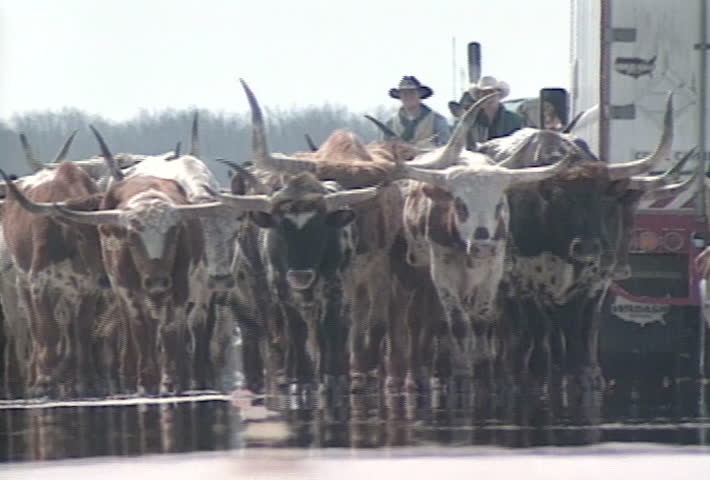 Modern cattle drive