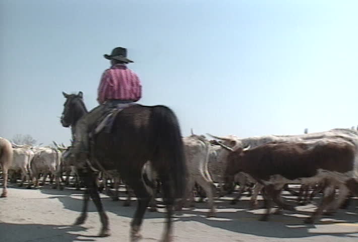 Cattle drive on highway
