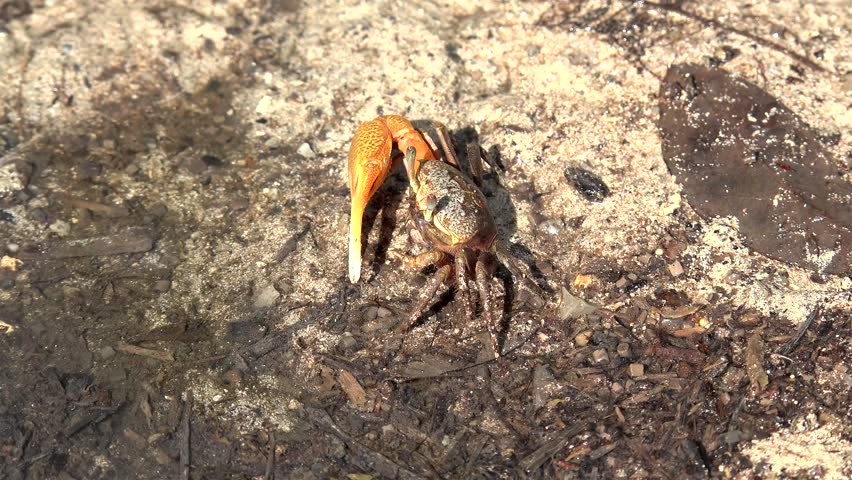 Atlantic marsh fiddler crab (Uca pugnax) feeds on organic (detritus) at mangroves mud flats. Caribbean, Cuba.