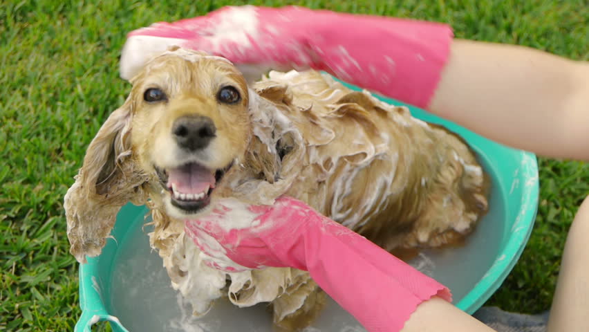 washing dog