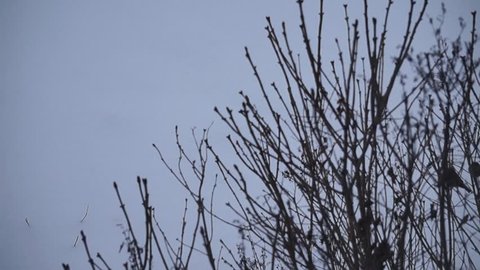 Flying sparrows sitting on the branch of the lilac tree